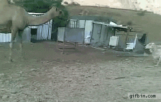 姐姐|搞笑GIF: 别走姐姐, 我就跟你聊聊天, 不抢你吃的