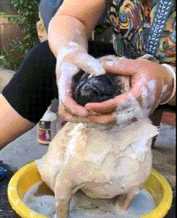 浴缸|搞笑GIF图：想要锻炼随时随地，看看人家姑娘用浴缸锻炼