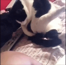 力道|大哥, 这个力道还可以么? 狮子可真是会享受啊