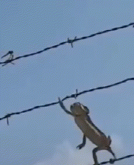 这是|这一波操作我给满分