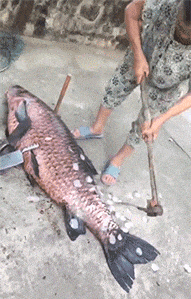 短浅|搞笑GIF：不要说我短浅，我真的竟然羡慕起狗的生活了！