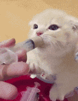 怎么办|搞笑GIF:大热的天,挤公交就是难受啊,怎么办!