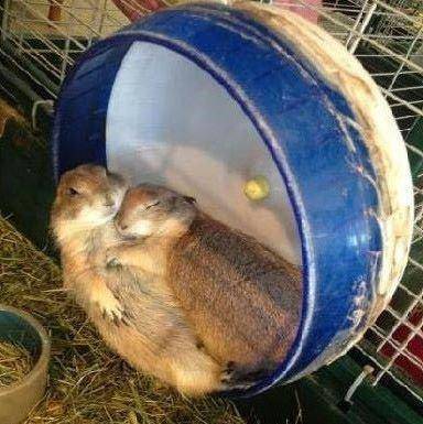 睡姿|爆笑GIF：很有技术的睡姿