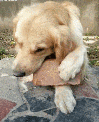 海盗船|搞笑GIF：小伙子你可知这是你的人生颠峰！