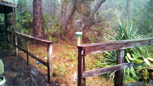 老婆|搞笑gif趣图：下雨中的后院，好唯美