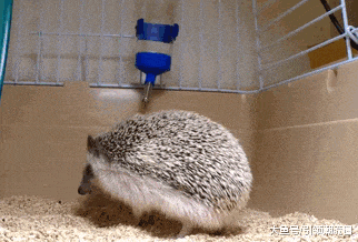 缓慢|搞笑GIF：都说我们行动缓慢，只是没遇到外界环境刺激