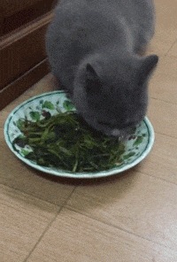 青菜|趣味GIF：养了一只佛系的猫，特别喜欢吃青菜?