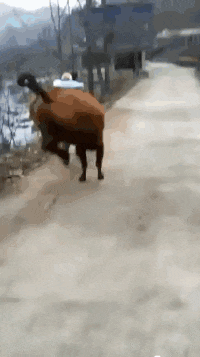 大哥|搞笑GIF:友情提示:前方两百米有大瀑布