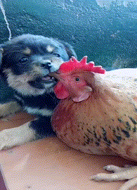 嫁鸡随鸡,嫁狗随狗?铲屎的,整天就知道玩手机,你是不是不爱我了?