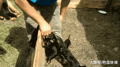 门外|搞笑GIF：门外写着内有恶犬，但我没相信