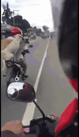 翻跟头|搞笑GIF动图:论翻跟头,我只服这位大哥