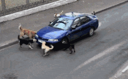 场面|搞笑gif趣图 富二代朋友过生日请客吃饭,一般人哪见过这场面!