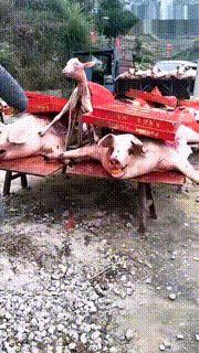 妹子|搞笑GIF趣图：姑娘你喝了多少酒才能醉成这样？这下丢人丢大了！