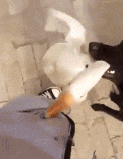 多人|搞笑GIF趣图：还是第一次见健身房里面有这么多人