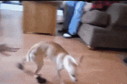 老丈人|搞笑gif趣图：一定要远离它，碰到我可赔不起