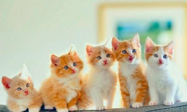 丈母娘|幽默笑话:丈母娘对我老婆喊道:闺女,你老婆说你坏话!