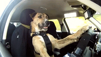 科目|搞笑动态图GIF: 连狗都会开车了，科目二还没过的你，是不是哭晕在厕所了