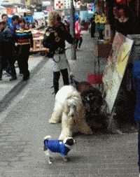 士奇|搞笑GIF趣图:哈士奇整天就知道玩,金毛已经开始干活了