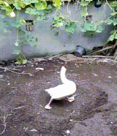 鸭子|搞笑GIF：鸡跟鸭子混久了，也会直立行走了！
