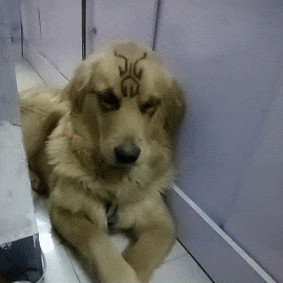 香槟|搞笑GIF: 这是一个会自己庆祝的香槟