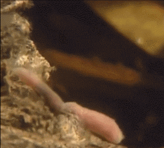 脸皮厚|搞笑动态GIF图: 以前听人说脸皮厚可以伤人我总是不信。