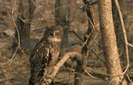 不可思议|搞笑GIF:女人的心思你别猜,这小哥觉得太不可思议了!