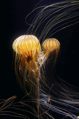 水母|每当不开心时，我都会静静坐着思考人生，想一想人为什么活着？