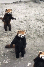 流水线|搞笑GIF：网红生产流水线，这种场面，你一定是第一次见吧！