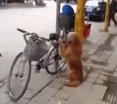 哥们|搞笑GIF：哥们，你家狗子很聪明，能看自行车