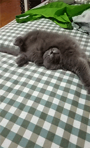 可不是|搞笑动态图GIF: 猫有九条命可不是吹的