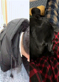 菠萝|搞笑GIF：这保安。。。无故的小眼神！