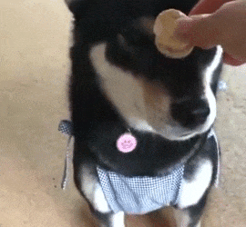 这是|搞笑GIF: 这是不想要女朋友了吧?