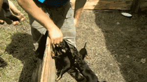 动车|【搞笑GIF动态图】小姐姐跟我回家吧,我偷电动车养你