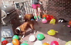 队友|遇上坑爹的狗队友,总是让人毫无防备又哭笑不得!