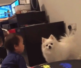 呜呜|搞笑GIF趣图:好了老婆别气了,我错了还不行吗