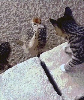 困境|搞笑GIF动图：当你的车被四面包围后，如何走出困境呢？