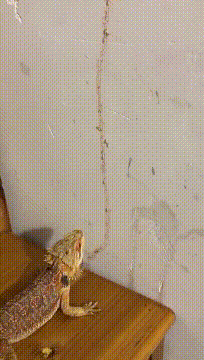 妹子|搞笑GIF动图:妹子你也躺下,我可以一个人抱两个