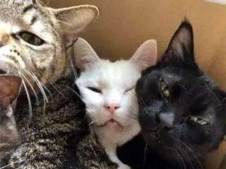 发型|搞笑动态图GIF: 不知道停车后，狗子的发型是怎样的。