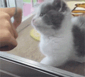 为了|搞笑GIF：为了混口饭吃， 本喵也是不容易啊！