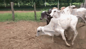 不好意思|搞笑GIF图:被人看着生孩子,鸭子都不好意思了!