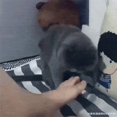 珍稀|这是什么珍稀物种？竟如此奇特！