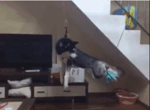 做头|搞笑GIF:小姐姐今天去做头发了吗?