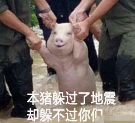师兄|那只从台风中救出来的猪，被恶搞成表情包了