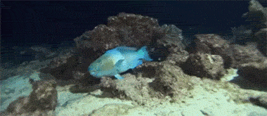 大姐|搞笑GIF: 大姐, 还是你这种方式下楼梯快啊。