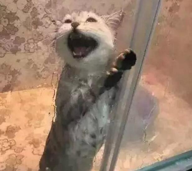 好不容易|养只猫容易吗,小家伙4个月没洗澡,还浪费精彩的周末,真尴尬!