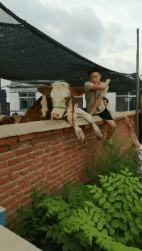 淑女|搞笑GIF:哎呀呀!瞬间变成淑女了