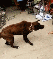 恩爱|搞笑gif趣图:单身久了,看个猪打架都像在秀恩爱!