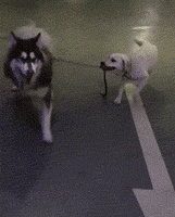 大海|搞笑gif趣图:让你皮,看你怎么拿下来,反正我是不能帮你!