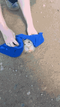 段子|开心一刻:猫哥你就别找了,已经没了,不是你自己选的么