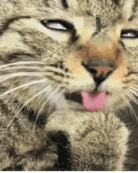 凉亭|搞笑gif趣图：从小就得让他好好练舌头，一年后必有大用